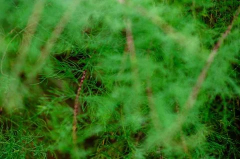 Green Foliage Background with Soft Focus Fern Leaves in Nature Stock Photos