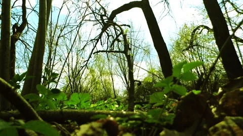 Green Foliage Background Timelapse Stock Footage 49561477