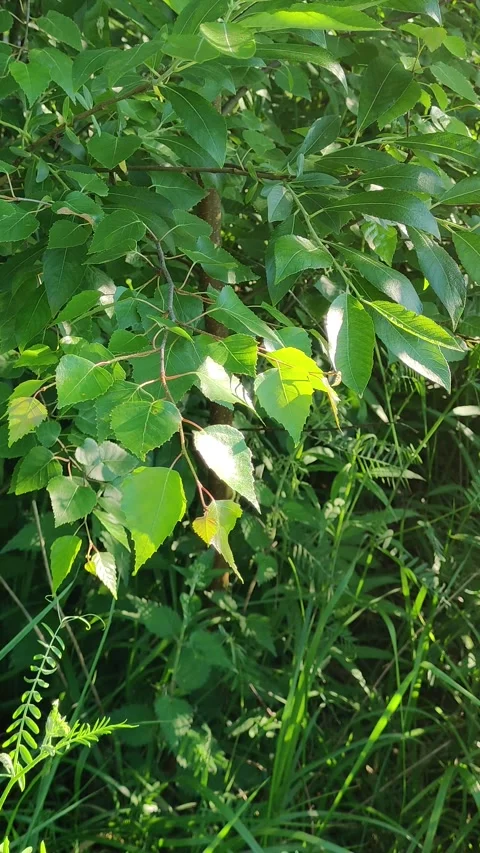 Green foliage on birch tree Stock Footage 277711756