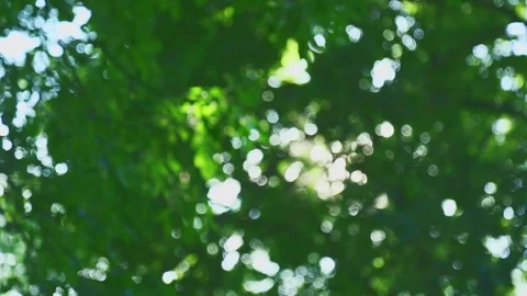 Green foliage bokeh transition from sharp focus to dreamy blur effect Video stock 317125407