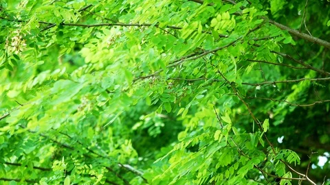 Green Foliage Branches tree closeup Stock Footage 89733587