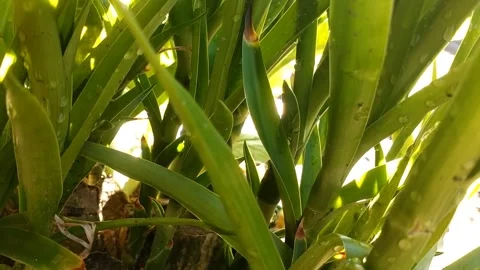 Green Foliage Close-Up Stock Footage 330822839