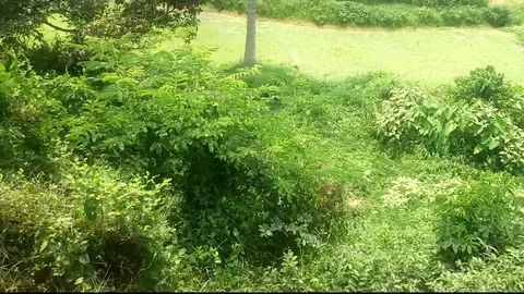 Green foliage &amp; corn filed from train window Stock Footage 108629659