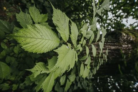 Green foliage of deciduous tree with textured leaves and blurred background.. Stock Photos