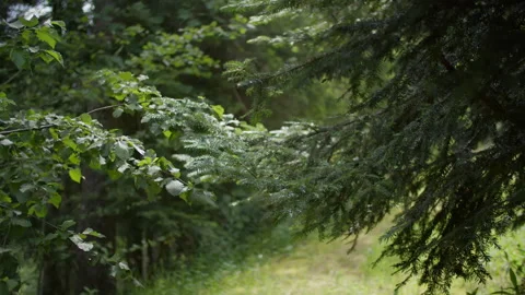 Green foliage in dense forest Stock Footage 278612481