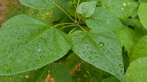 Green foliage in dew Stock Footage 100637299