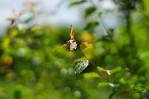 Green foliage with a focus on a single leaf in a sunny garden Stock Photos