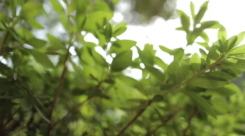 Green Foliage Vidéo 49976921