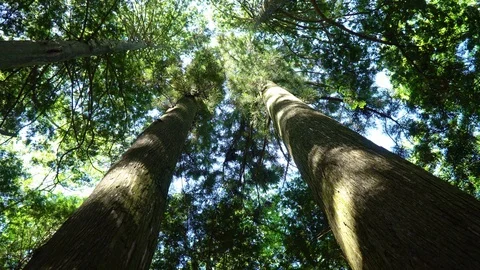 Green foliage Stock Footage 127959233