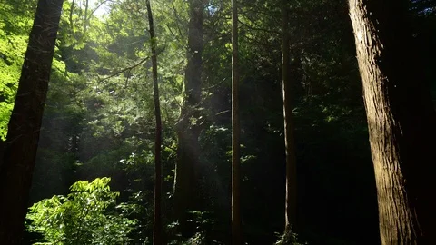 Green foliage Stock Footage 127959290