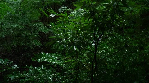 Green foliage Video stock 127959324