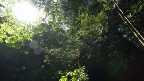 Green foliage Stock Footage 127959654