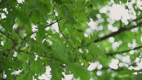 Green foliage. Stock Footage 149092947
