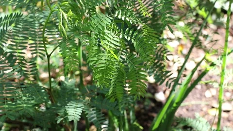 Green foliage Stock Footage 173027780