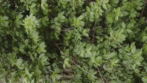 Green Foliage Stock Footage 184034389