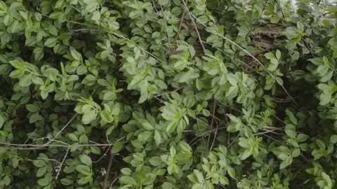 Green Foliage Stock Footage 184034670