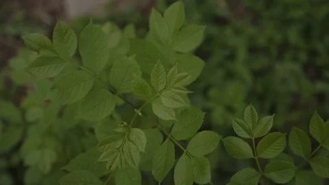 Green Foliage Stock Footage 184035034