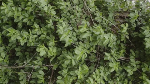 Green Foliage Stock Footage 184035108