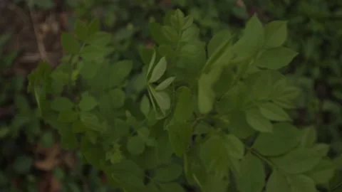 Green Foliage Stock Footage 184035980