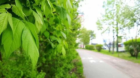 Green foliage Stock Footage 274027139