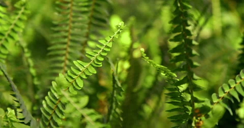 Green Foliage Stock Footage 276139102