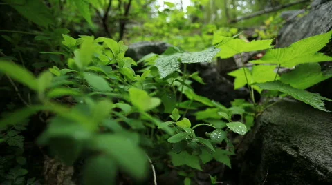 Green foliage in forest Stock Footage 730604