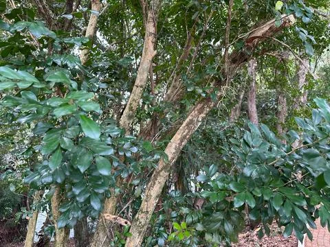 Green Foliage in Forest Stock Photos