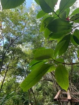 Green Foliage in the Forest Stock Photos