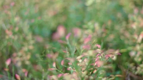 Green foliage in forest .taiga Stock Footage 10894322