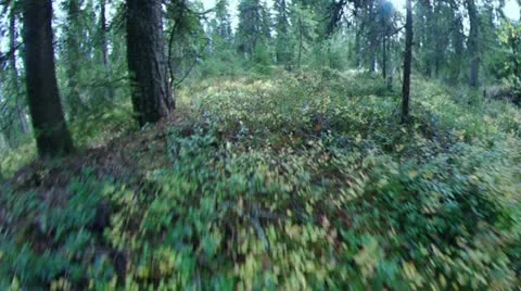 Green foliage in forest .taiga Stock Footage 10901716