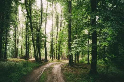 Green foliage in forest with toad through trees on rainy day Stock Photos