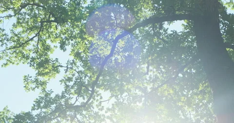 Green foliage on forest tree in sun light on summer morning. Natural lush green Stock Footage 197321860
