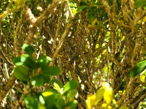 Green foliage with intertwined branches Stock Photos