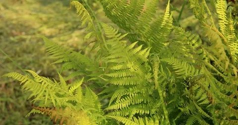 Green foliage with leaves ferns Stock Footage