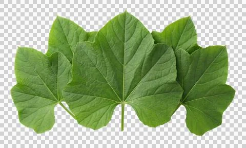 Green foliage leaves pattern isolated on white background top view 스톡 사진