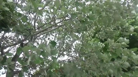 Green foliage on a linden tree, view from below Video stock 311528703