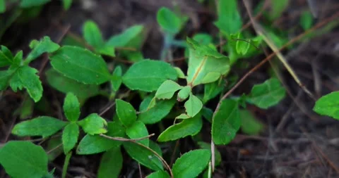 Green Foliage Macro View for Cryptophyllium Concept Stock Footage 322061526