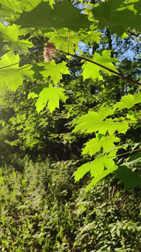 Green foliage on maple tree Stock Footage 277712729