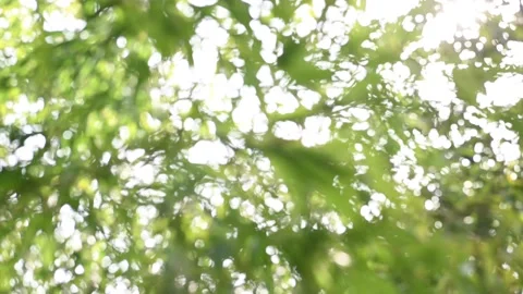 Green foliage moving in the breeze in springtime. Видео 150946996