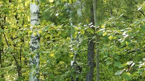 Green foliage moving on the wind Stock Footage 97792539