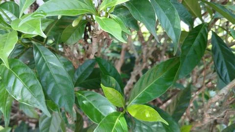 Green Foliage Natural Pattern Stock Photos