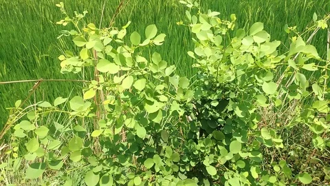 Green Foliage from Nature Stock Footage 108903595