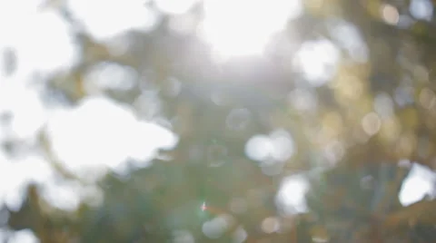 Green foliage out of focus Stock Footage 67174100