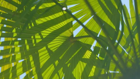 Green Foliage Palm Tree Leaf And Shadow. Sun Shining Through A Green Leaf. Close Stock Footage 256959886