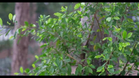 Green Foliage in Park for Mindfulness Background Use Stock Footage 328298907