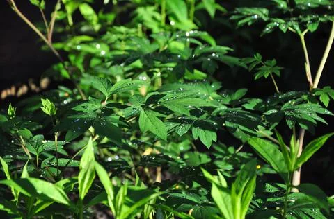 Green foliage Foto stock