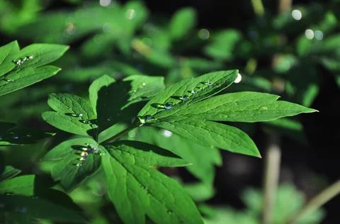 Green foliage Stock Photos