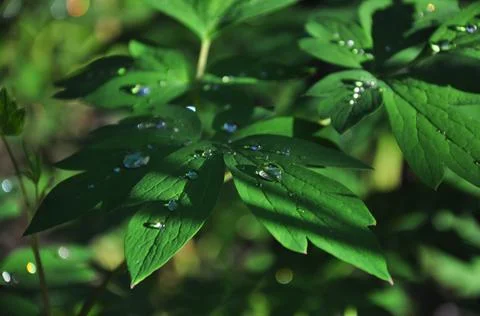 Green foliage Stock Photos