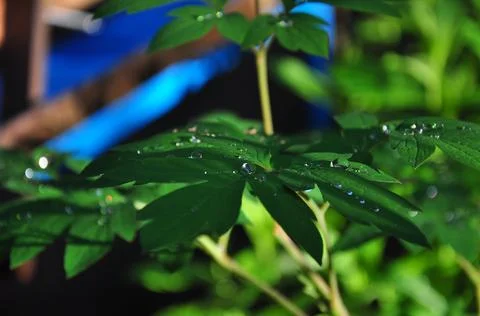 Green foliage Stock Photos