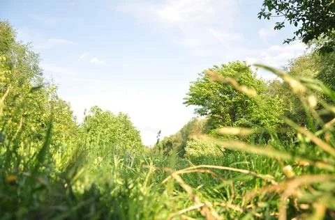 Green foliage Stock Photos